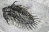 Spiny Comura Trilobite - Top Quality Specimen #106852-5